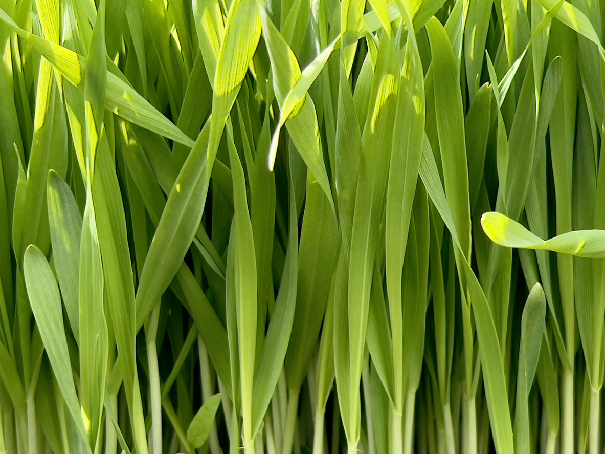 How is Green Ways super food different?